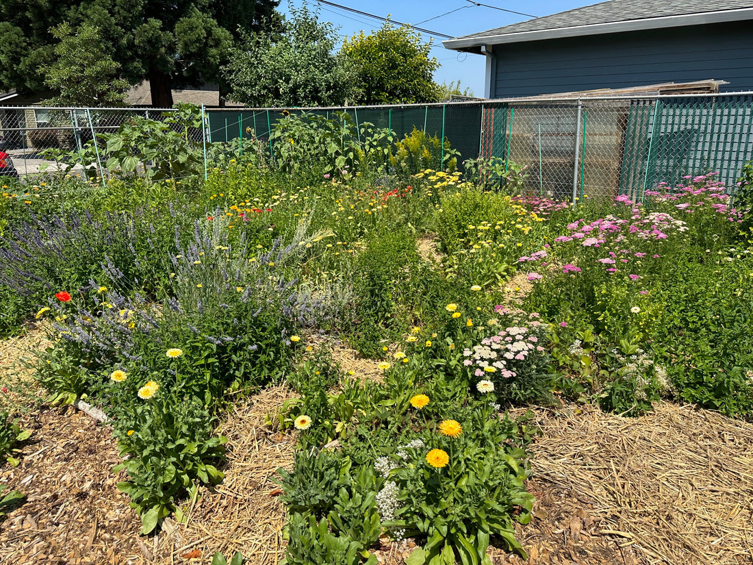 NE Portland Pollinator Garden, Cut Flower Garden