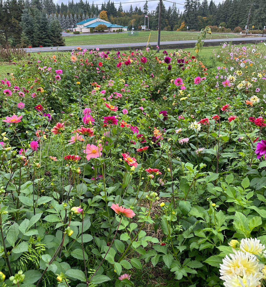 Sandy OR Pollinator Garden, Medicine Garden, Cut Flower Garden
