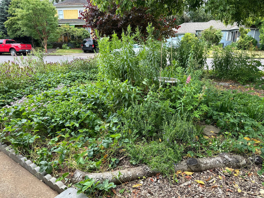St Johns Silver Certified Backyard Habitat, Food Forest