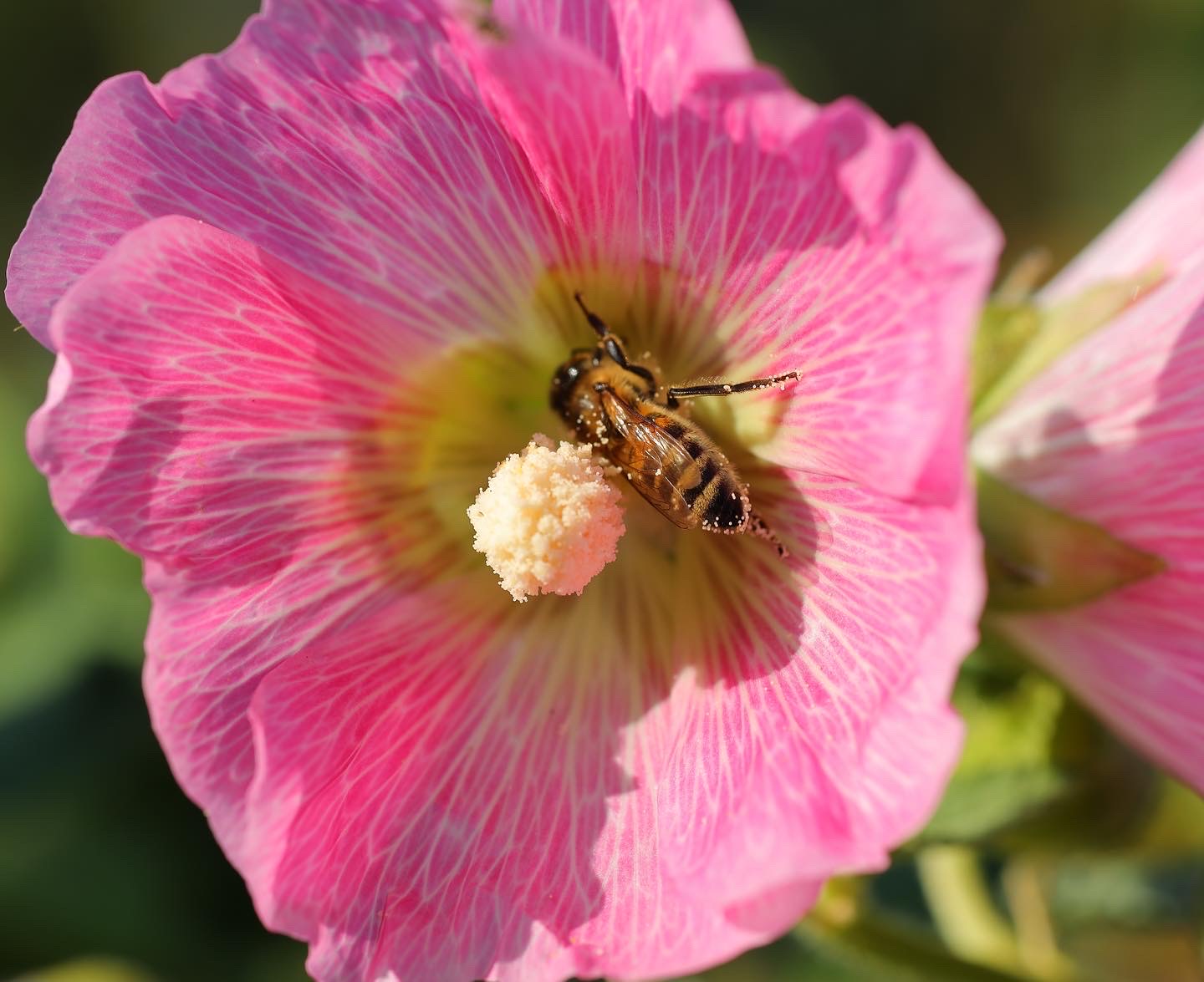 Hollyhock (Seed), PDX UG Mix