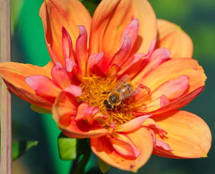 Dahlia (Seed), PDX UG Mix