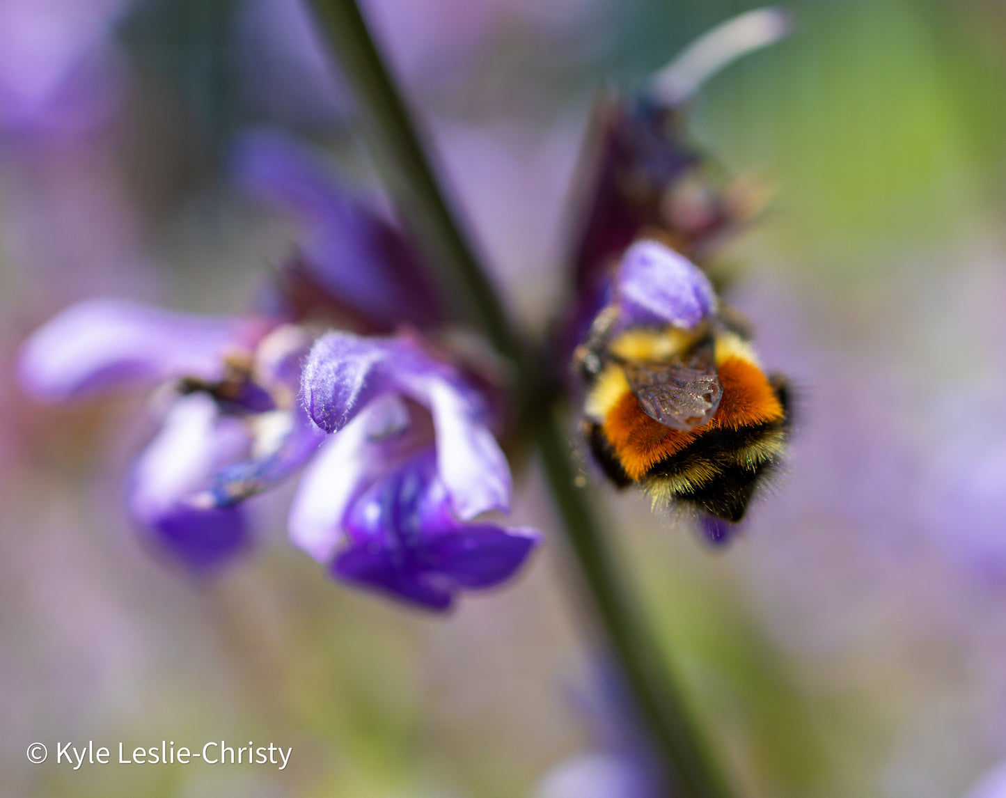 Pollinator Seed Bundle