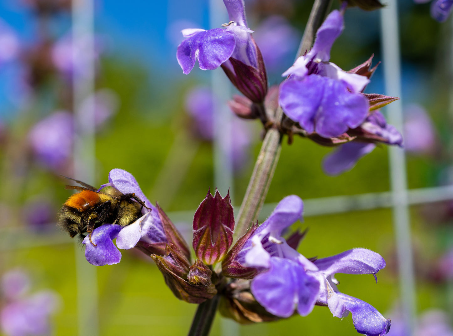 Pollinator Seed Bundle