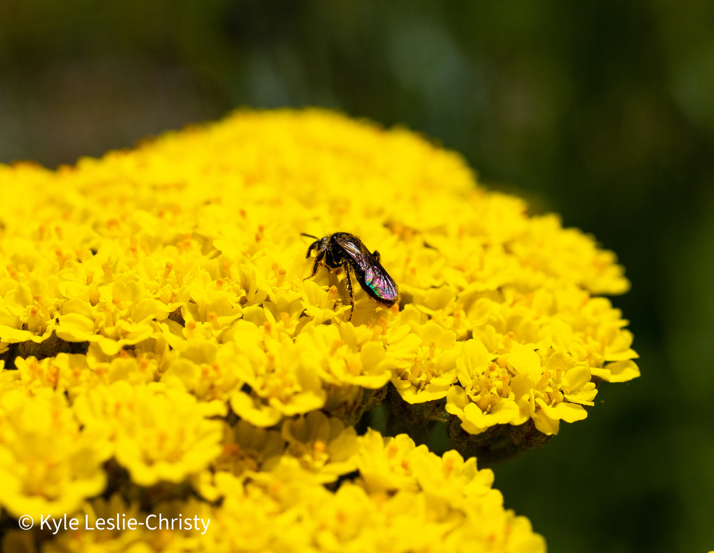 Pollinator Seed Bundle