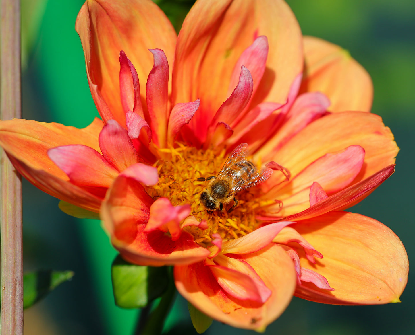 Pollinator Seed Bundle