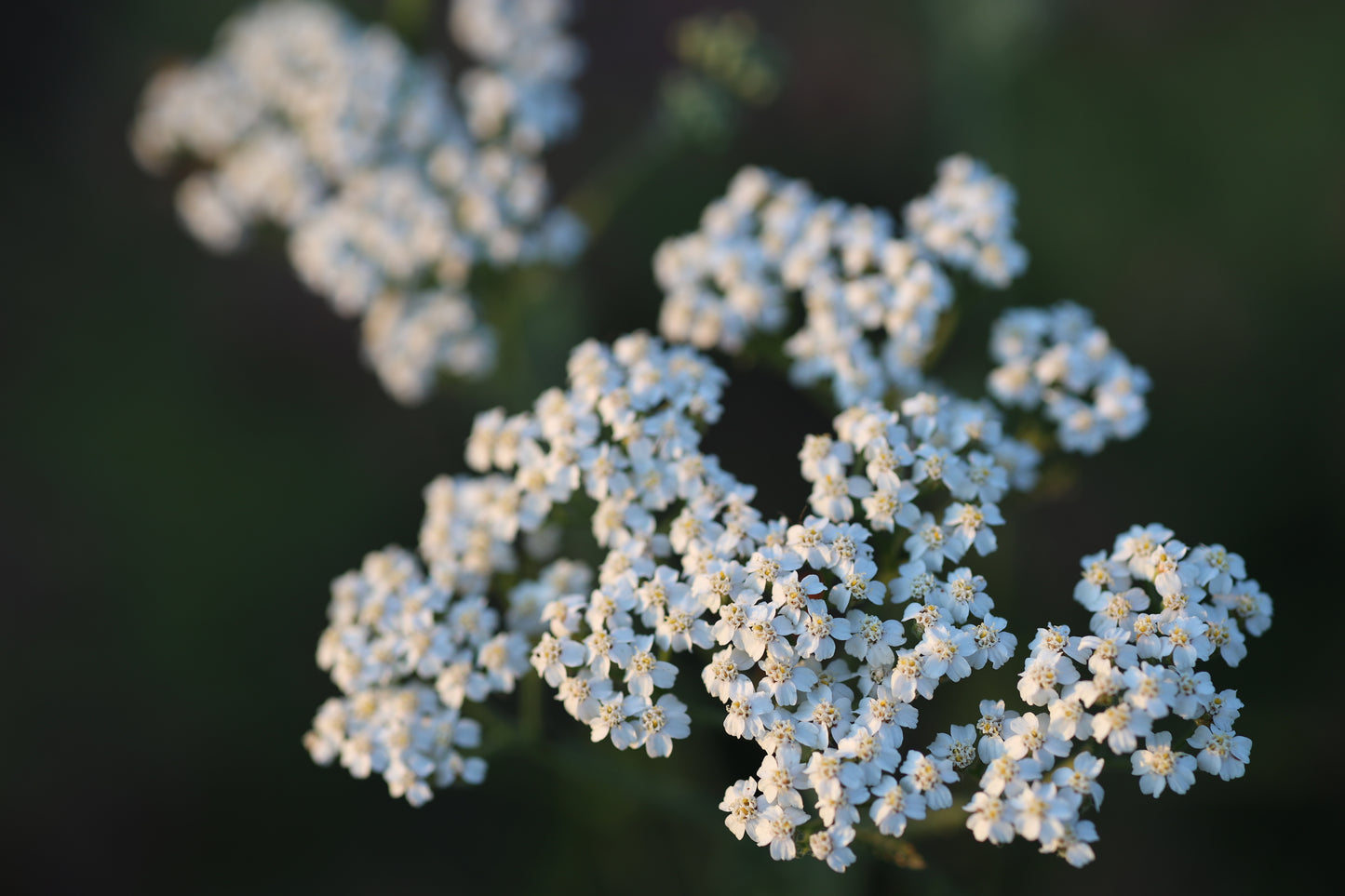 Yarrow (Seed), PDX UG Mix