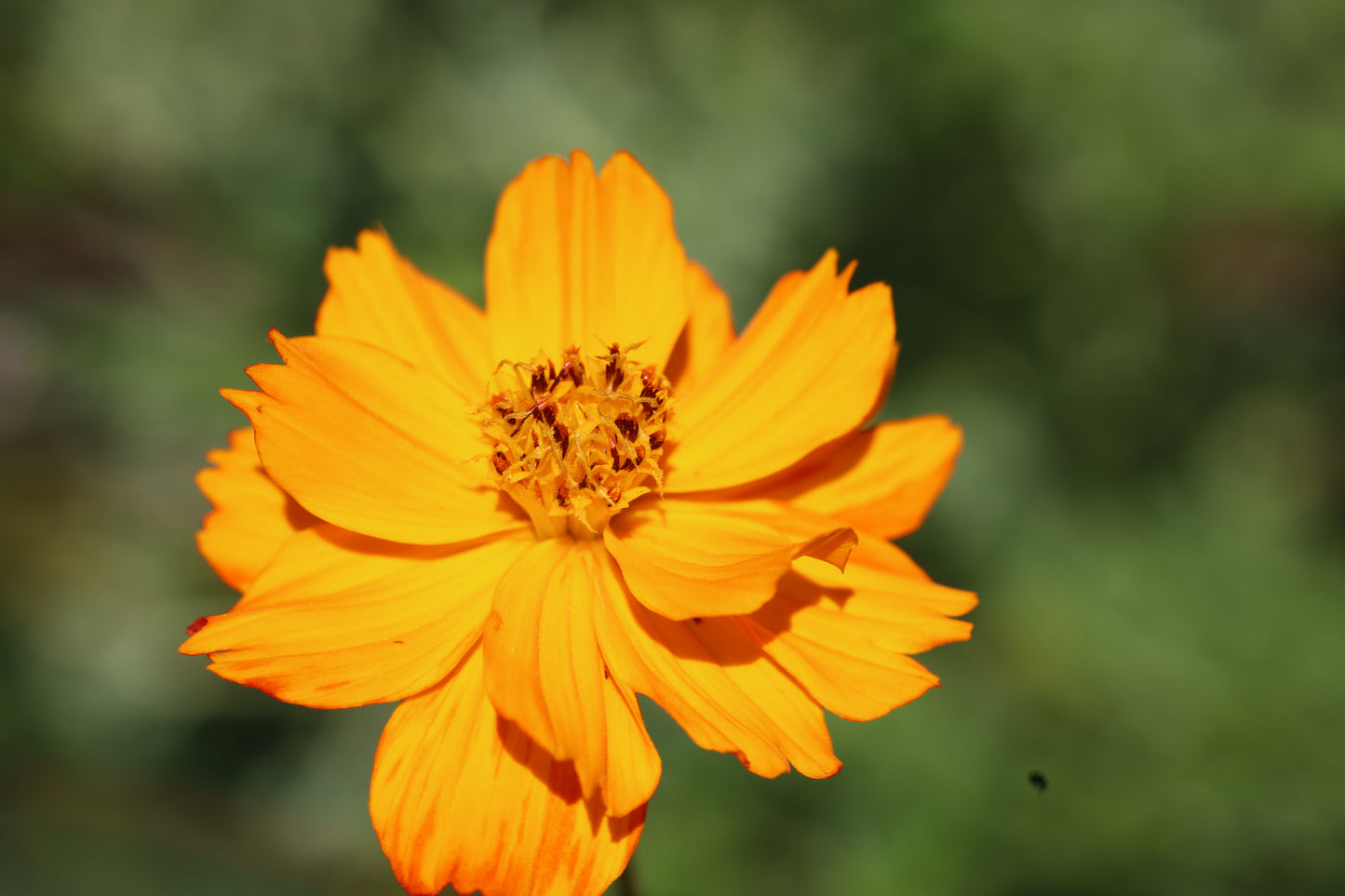 Cosmos (Seed), Bright Lights Mix