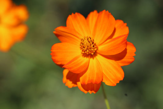 Cosmos (Seed), Bright Lights Mix