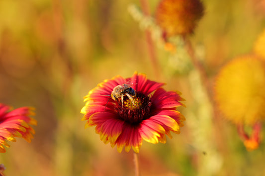 Blanket flower (Seed), Gaillardia