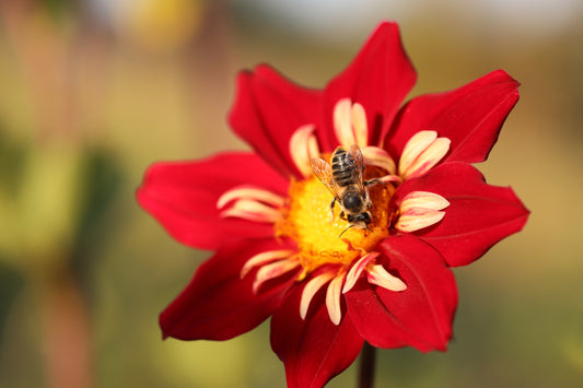 Pollinator Seed Bundle