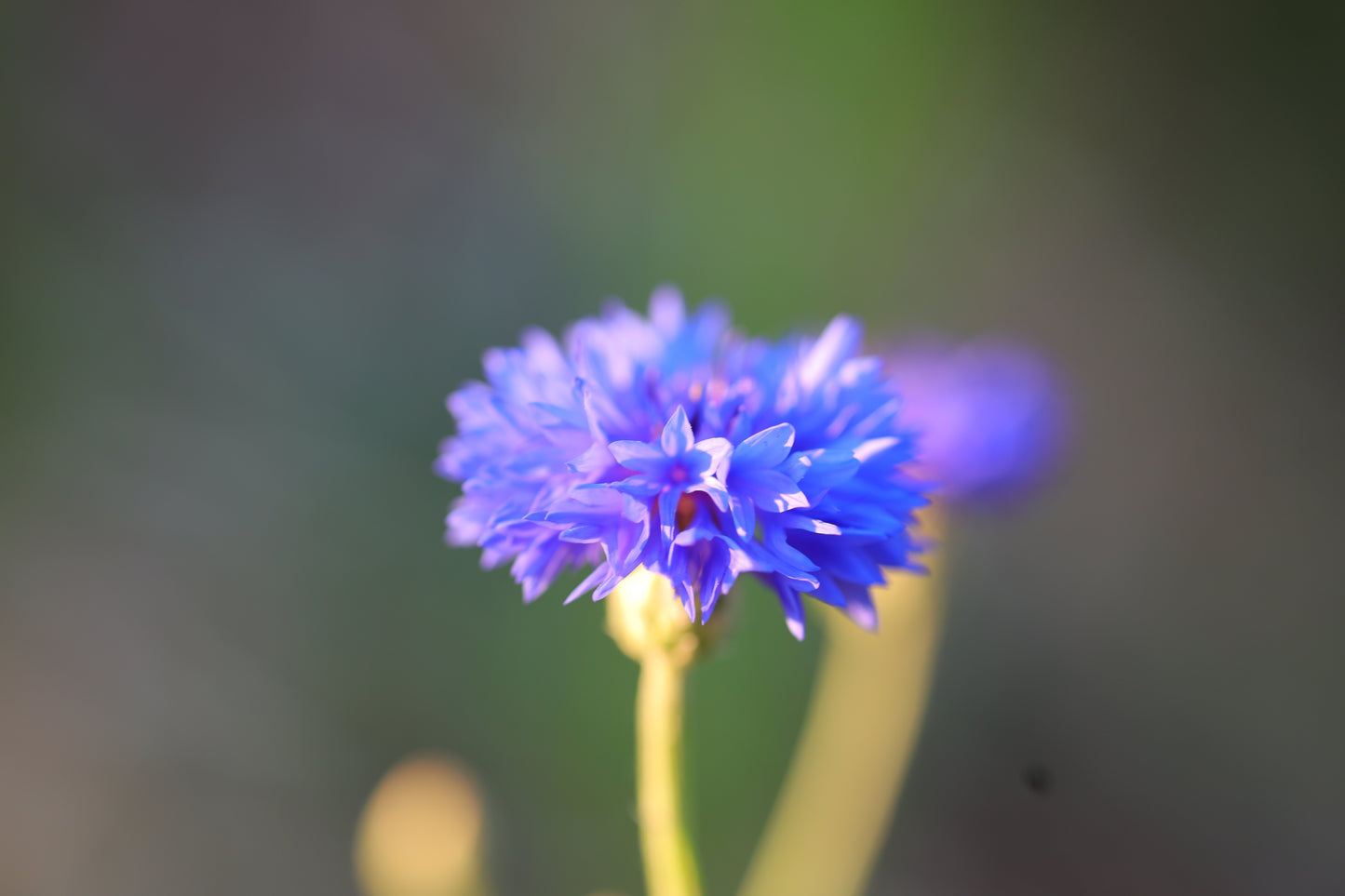 Bachelors Button (Seed), PDX UG Mix