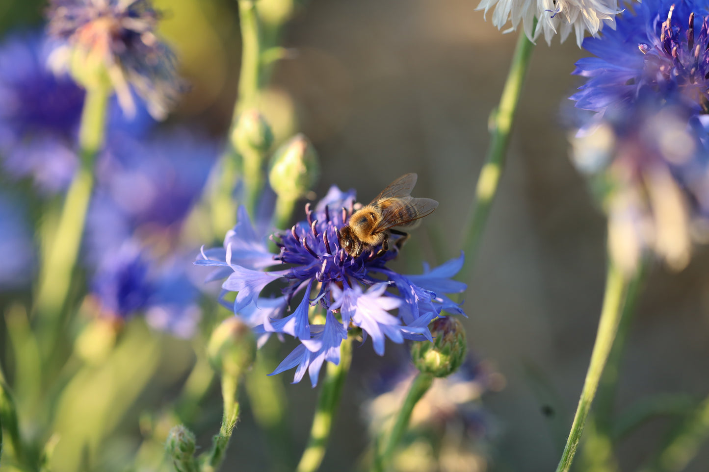 Pollinator Seed Bundle