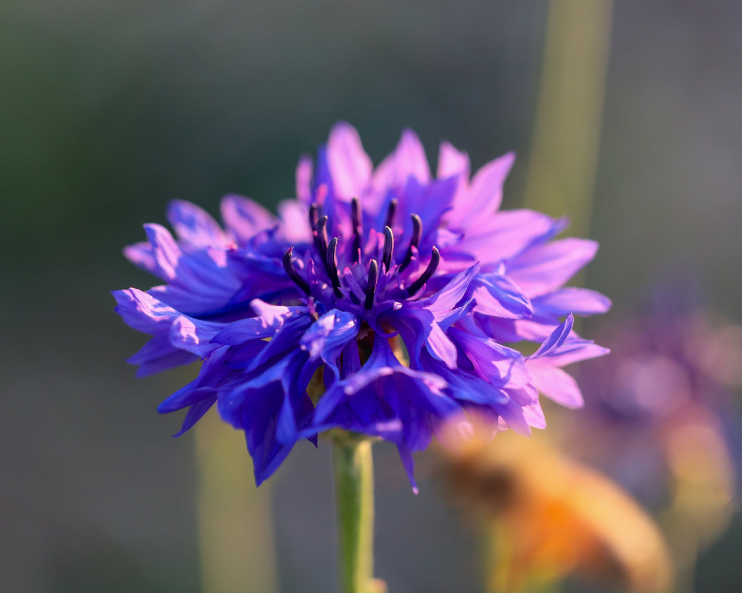 Edible Flower Seed Bundle