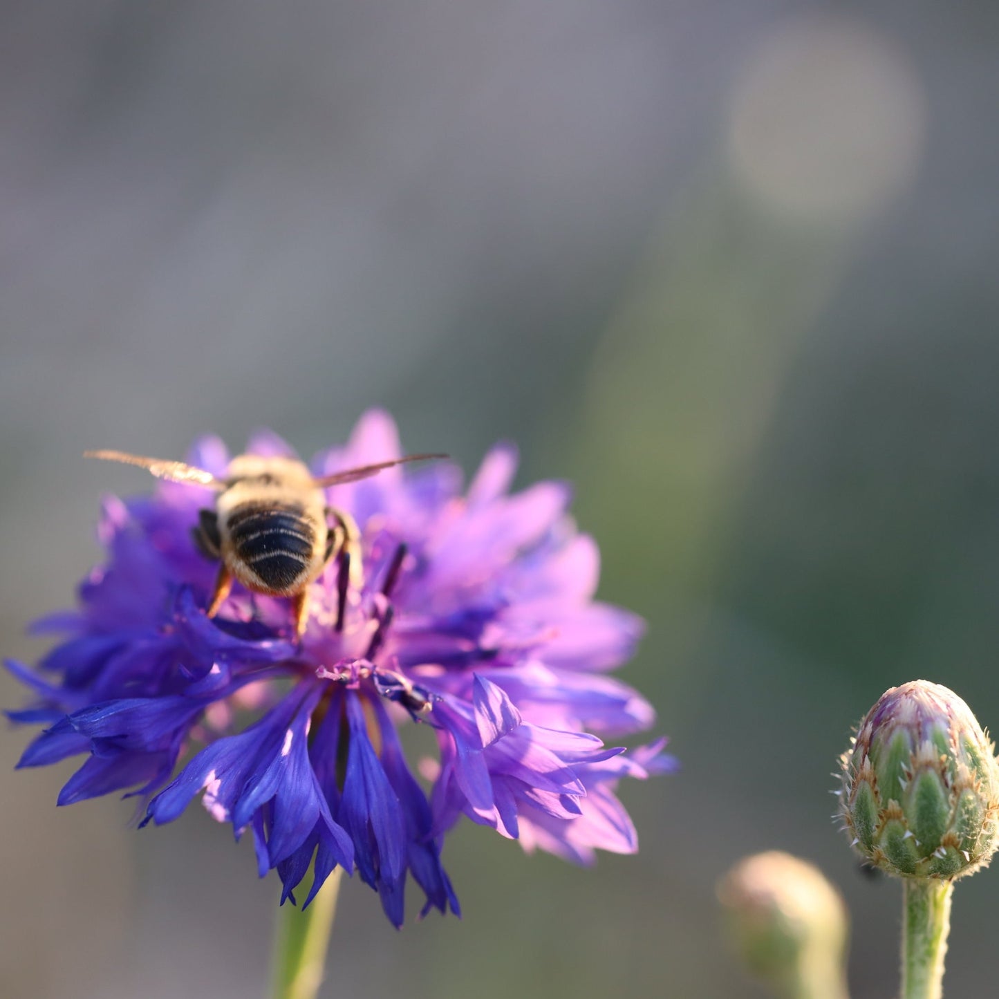 Pollinator Seed Bundle