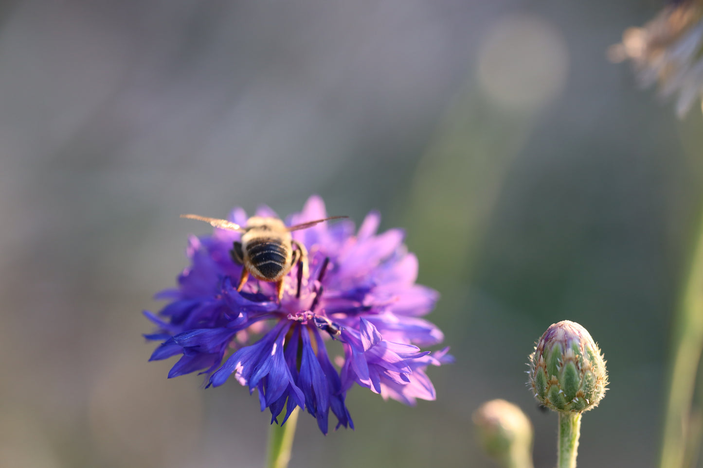 Edible Flower Seed Bundle