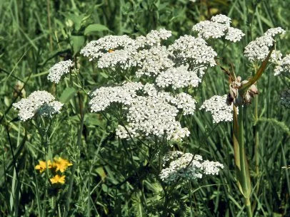 Yarrow mix