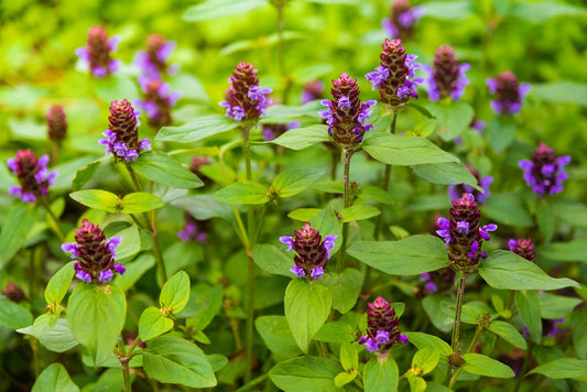 Self Heal