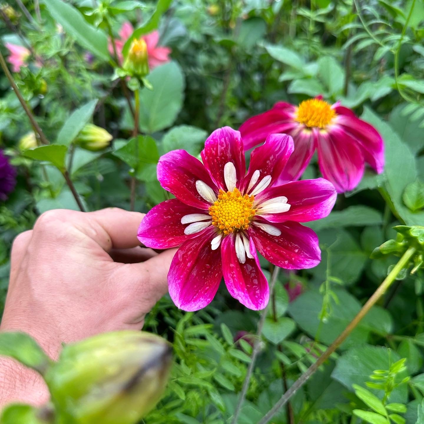 Dahlia (Seed), PDX UG Mix