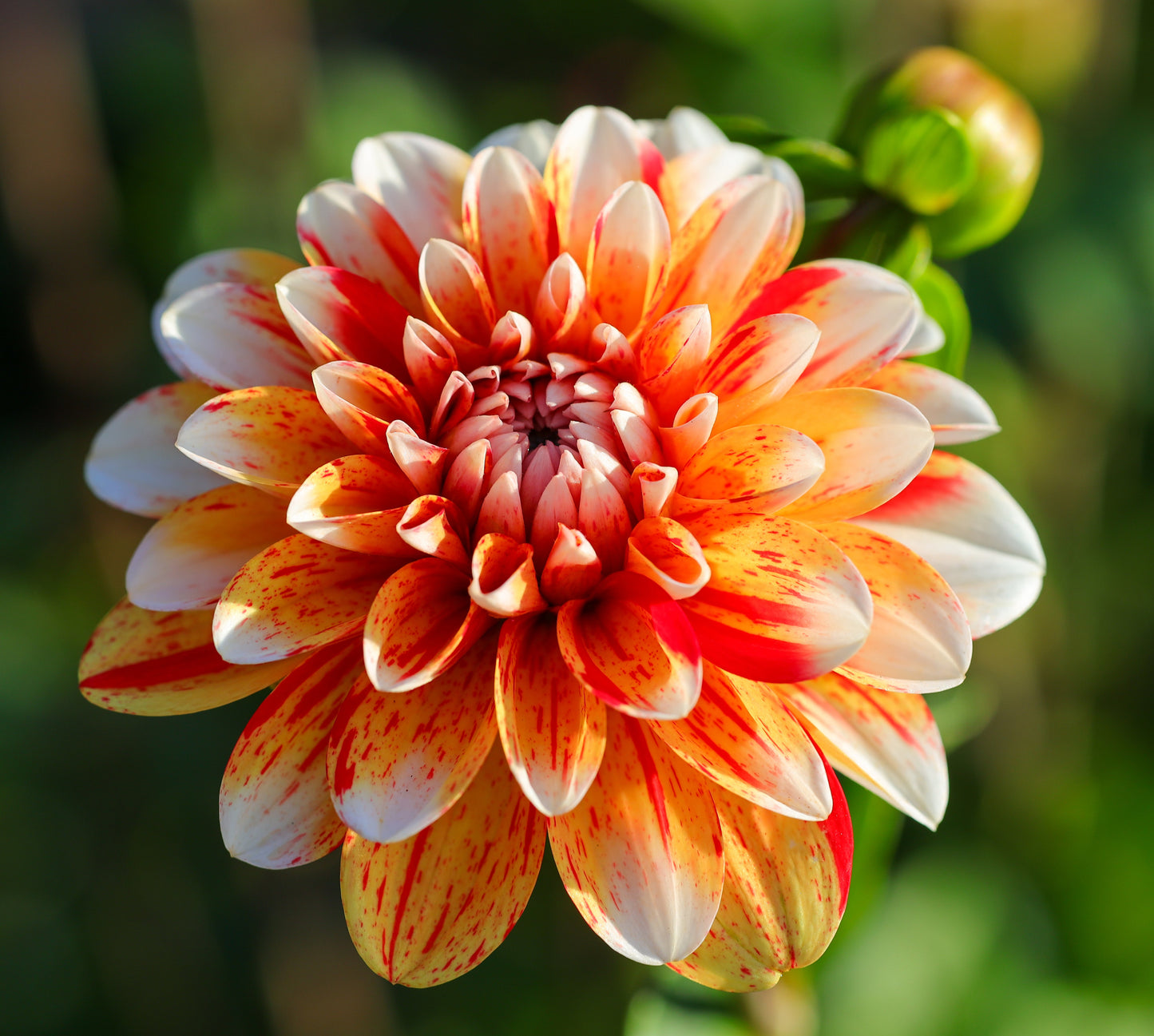 Dahlia (Seed), PDX UG Mix