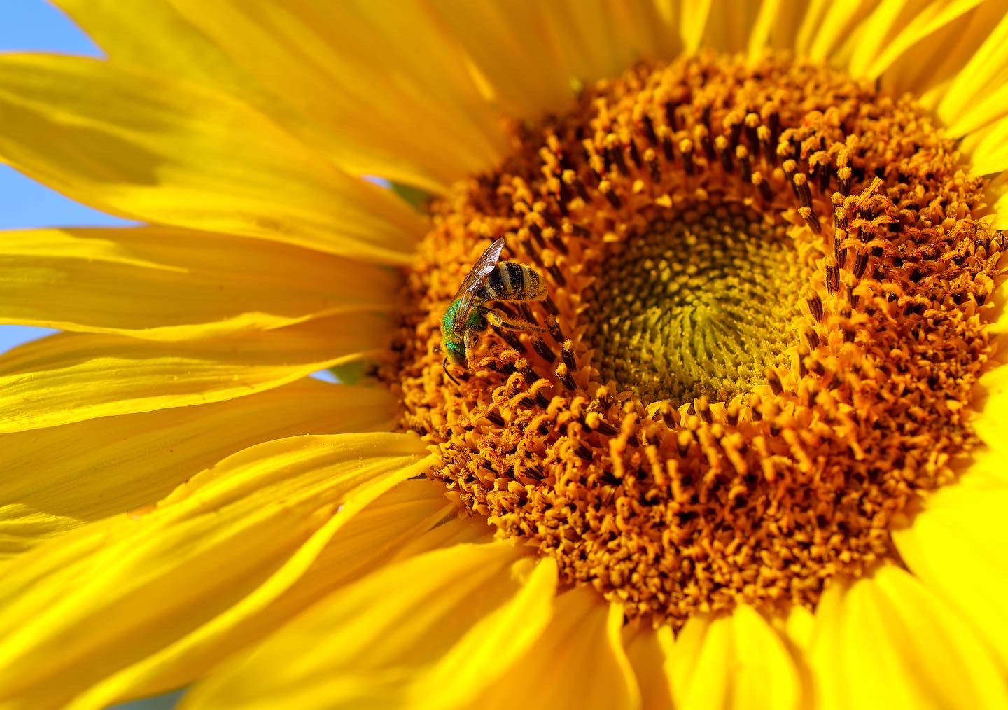 Sunflower (Seed), PDX UG Mix