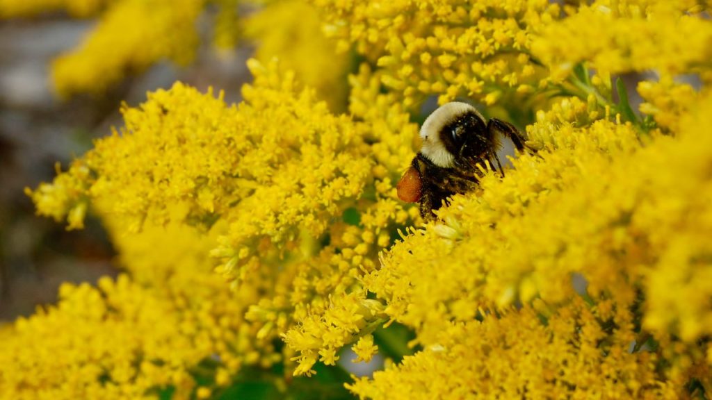 Pollinator Seed Bundle