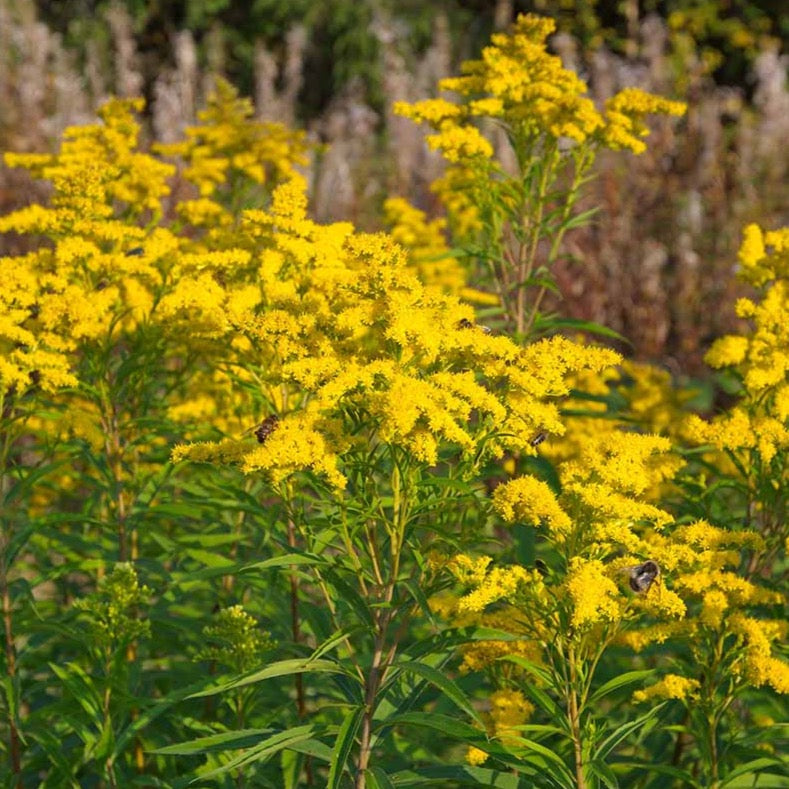 Canadian Goldenrod (Seed), Solidago Canadensis