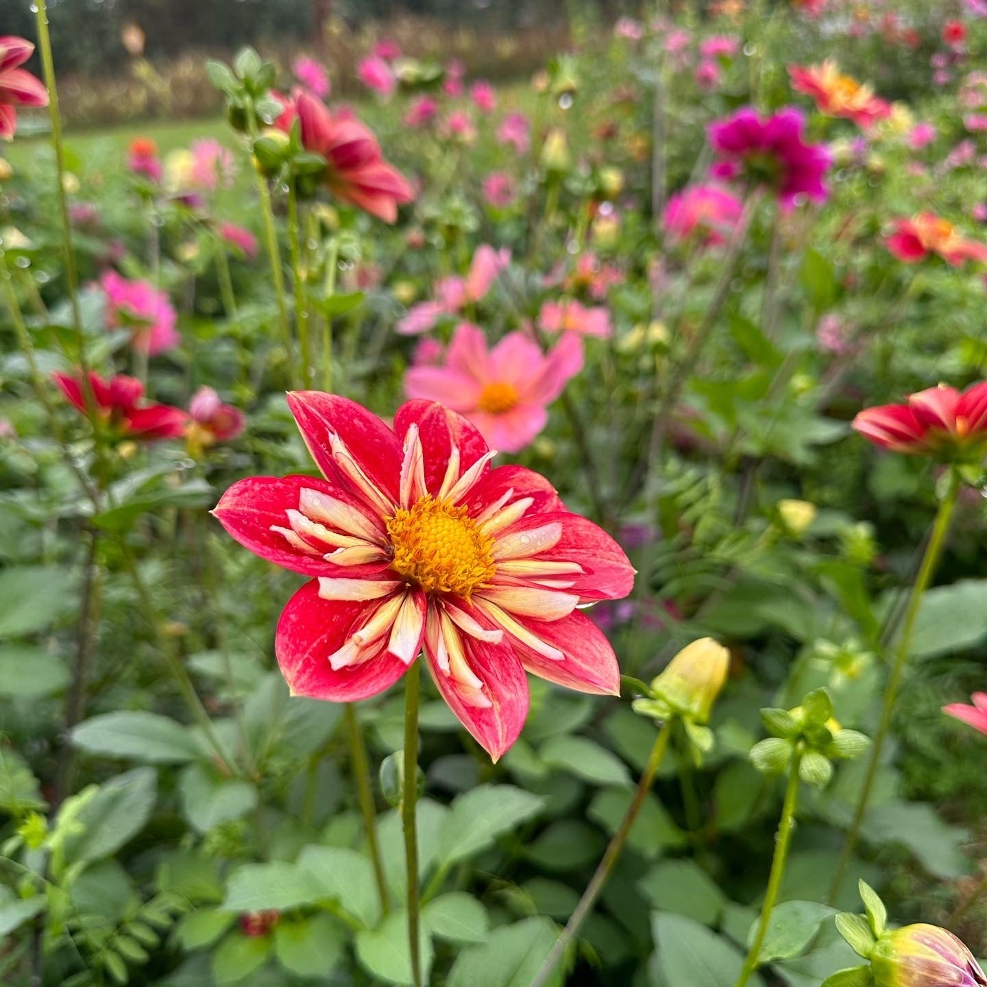 Dahlia (Seed), PDX UG Mix