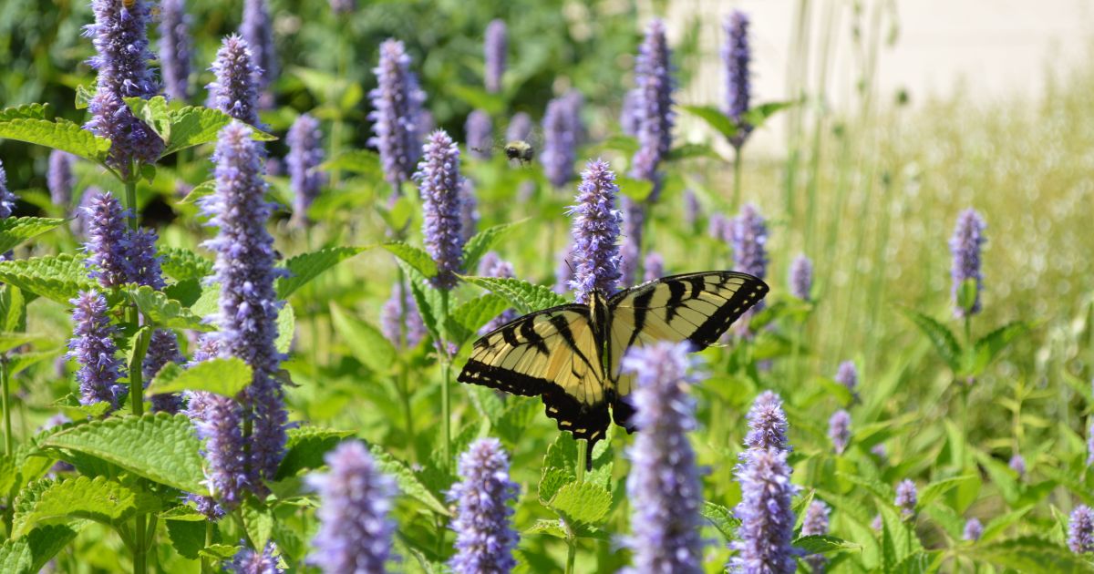 Giant Hyssop