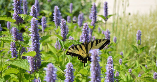 Giant Hyssop