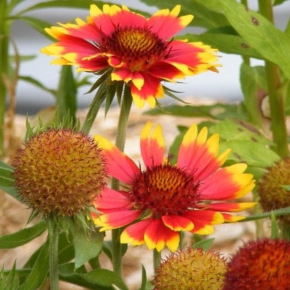 Blanket flower (Seed), Gaillardia