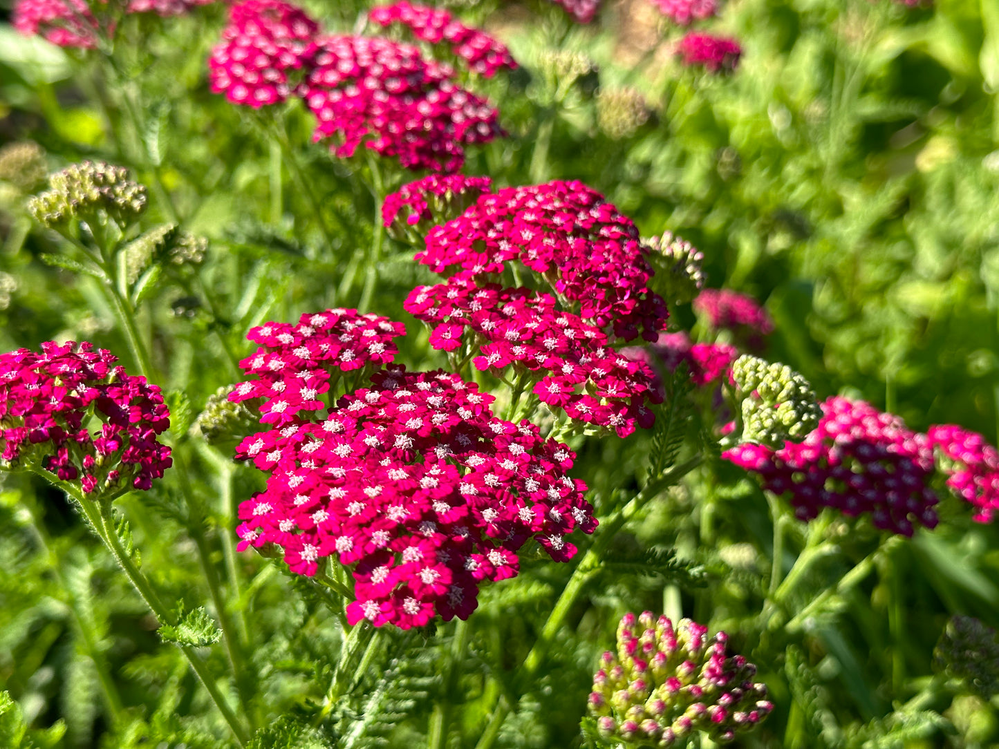 Yarrow (Seed), PDX UG Mix