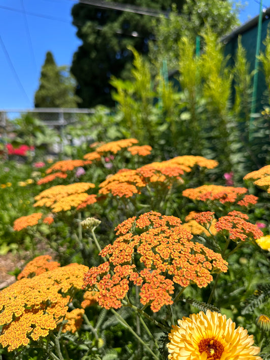Yarrow (Seed), PDX UG Mix