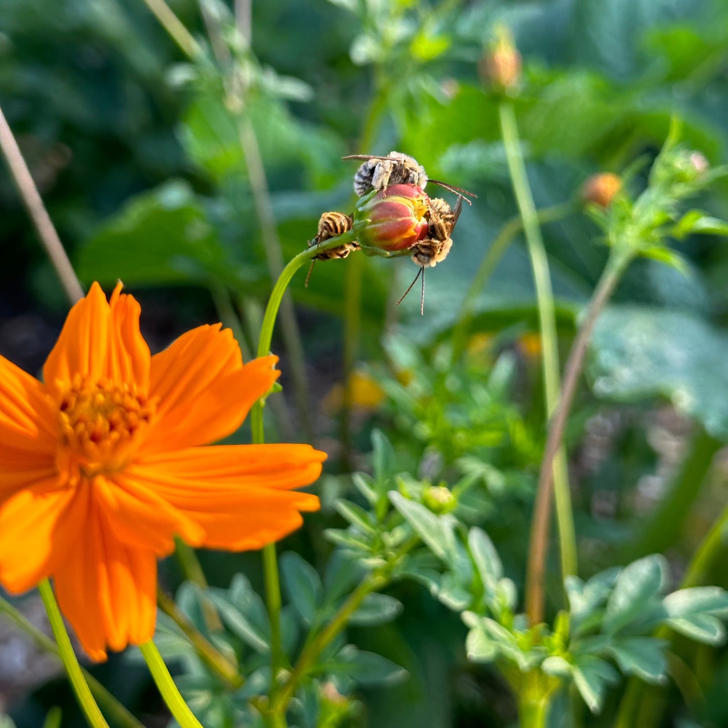 Cosmos (Seed), Bright Lights Mix