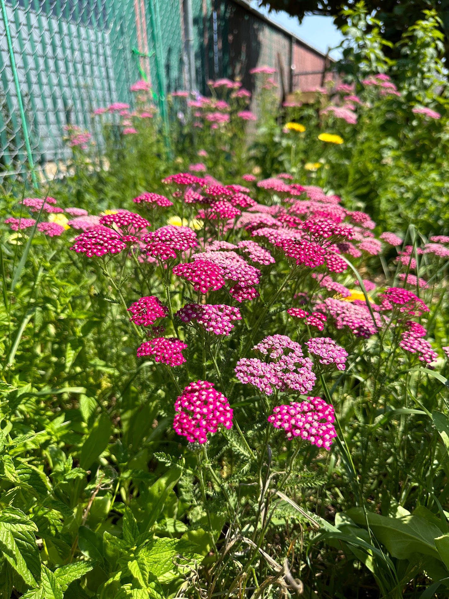 Yarrow (Seed), PDX UG Mix