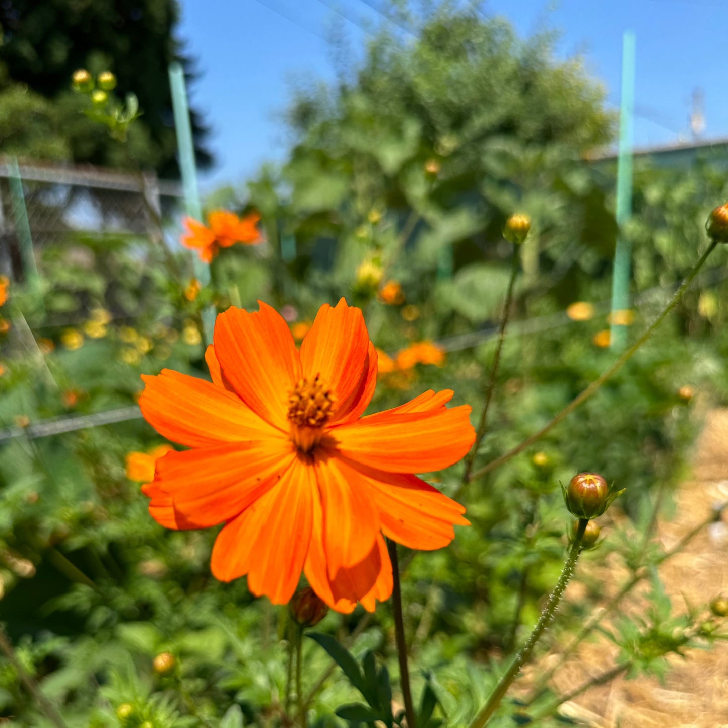 Cosmos (Seed), Bright Lights Mix