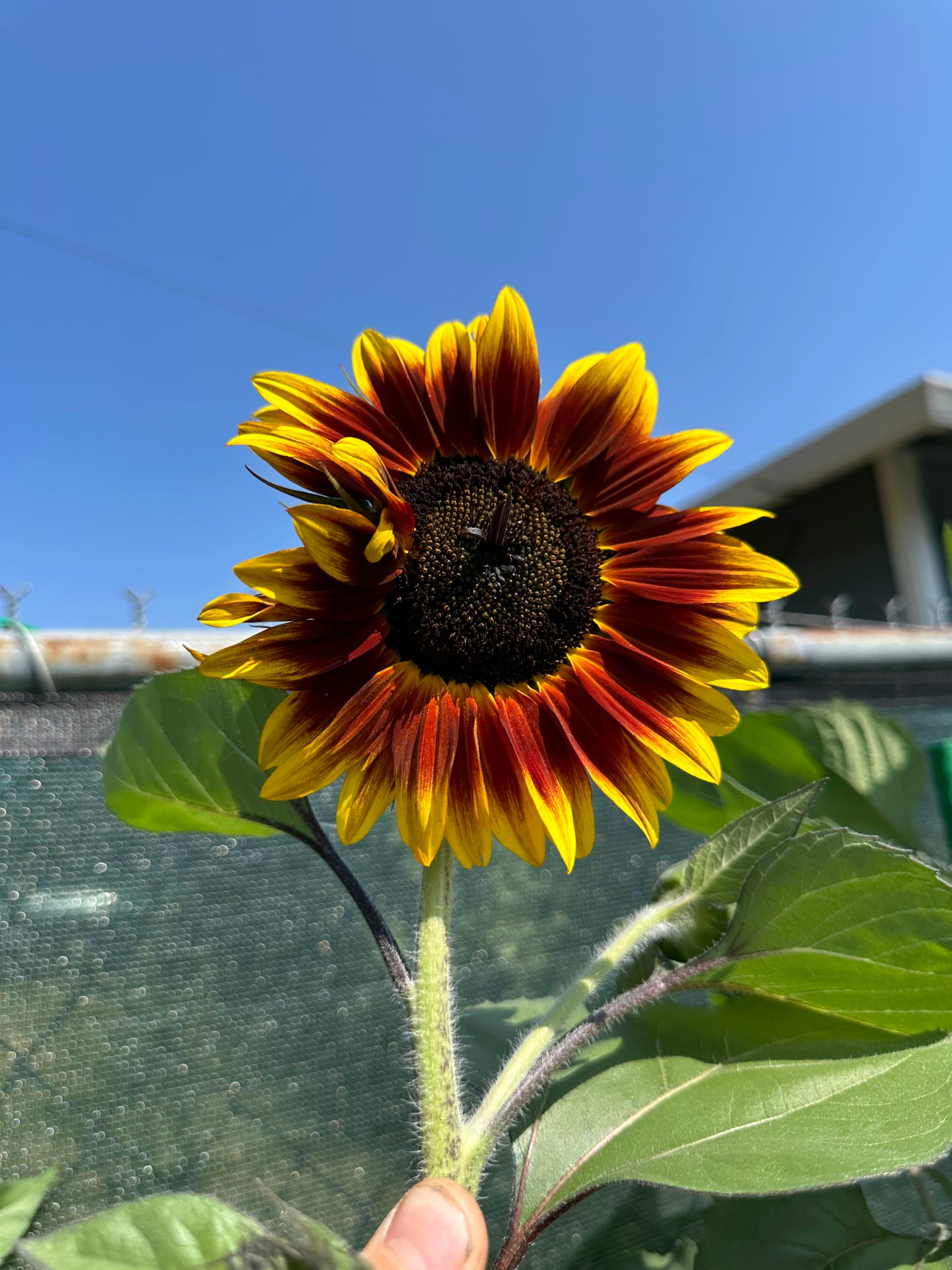 Sunflower (Seed), PDX UG Mix