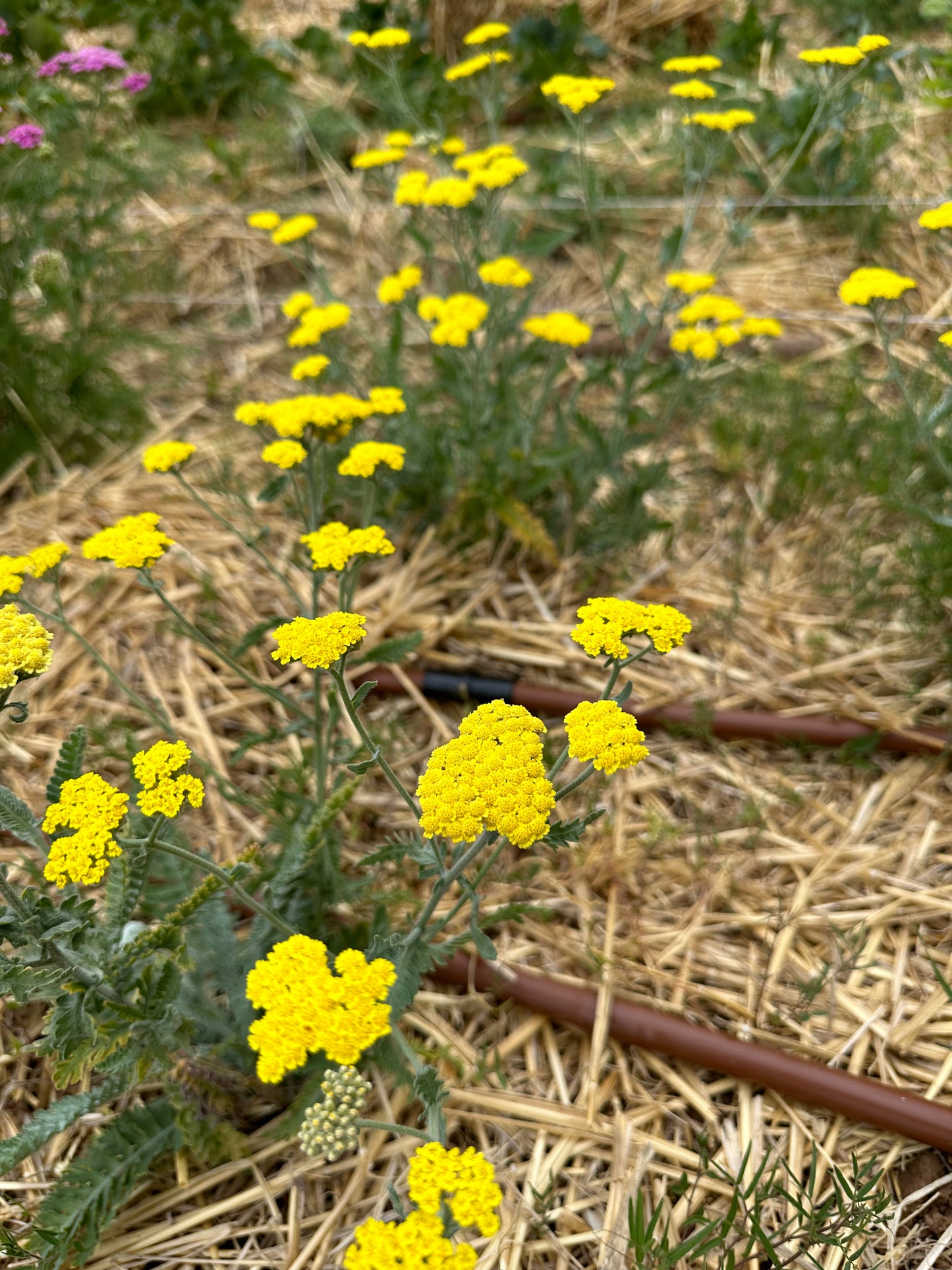 Yarrow (Seed), PDX UG Mix