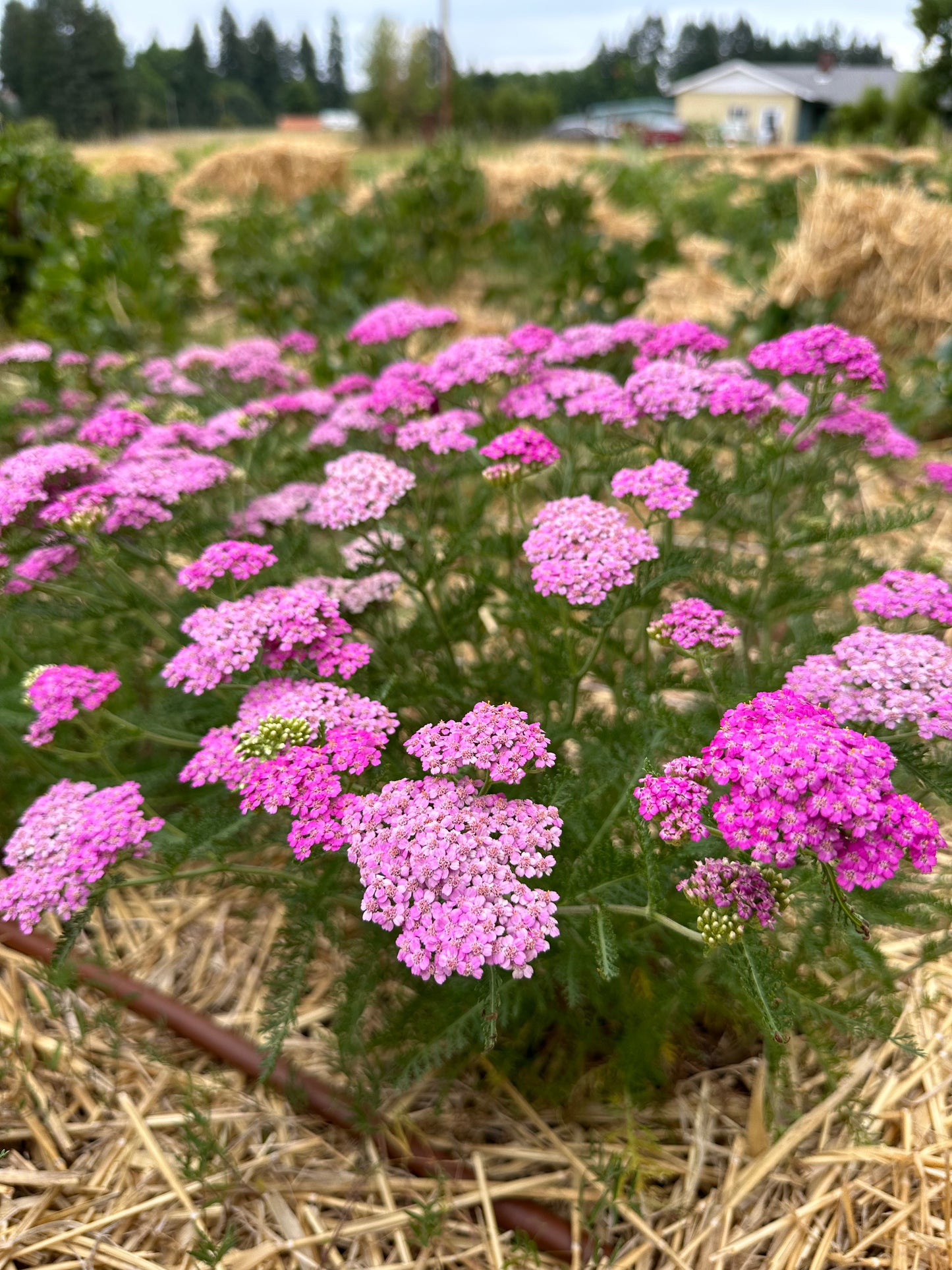Yarrow (Seed), PDX UG Mix