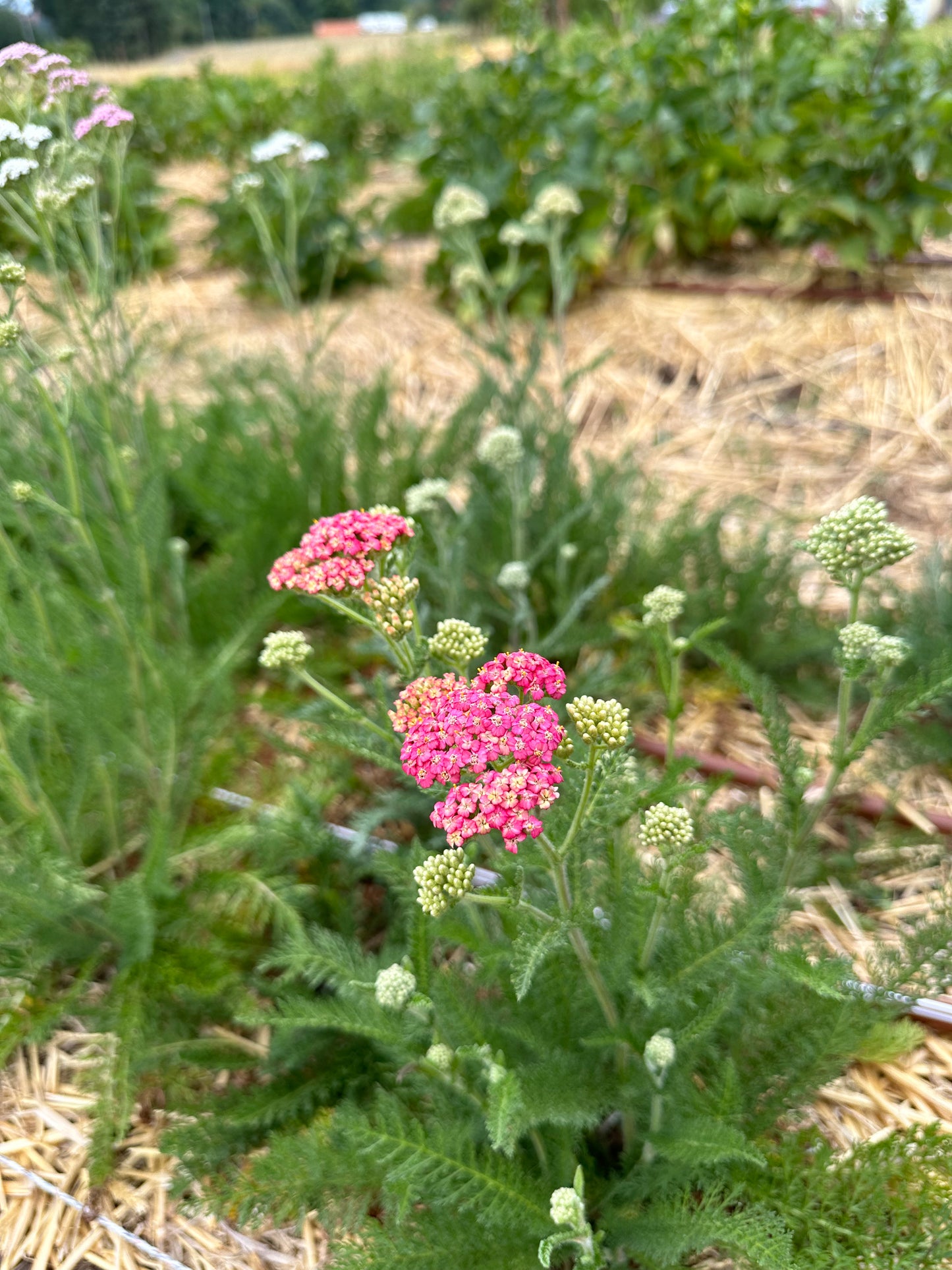 Yarrow (Seed), PDX UG Mix