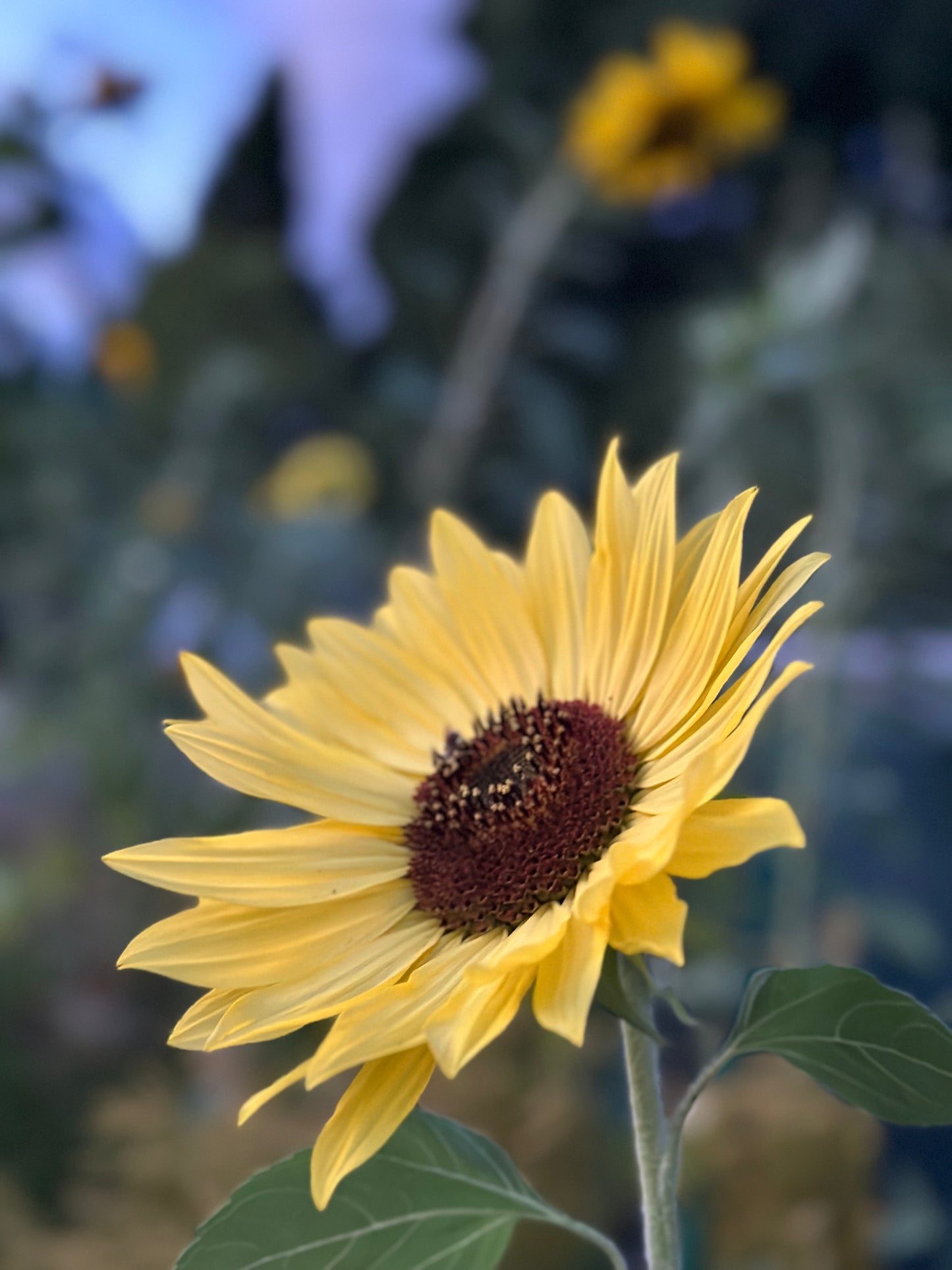 Sunflower (Seed), PDX UG Mix