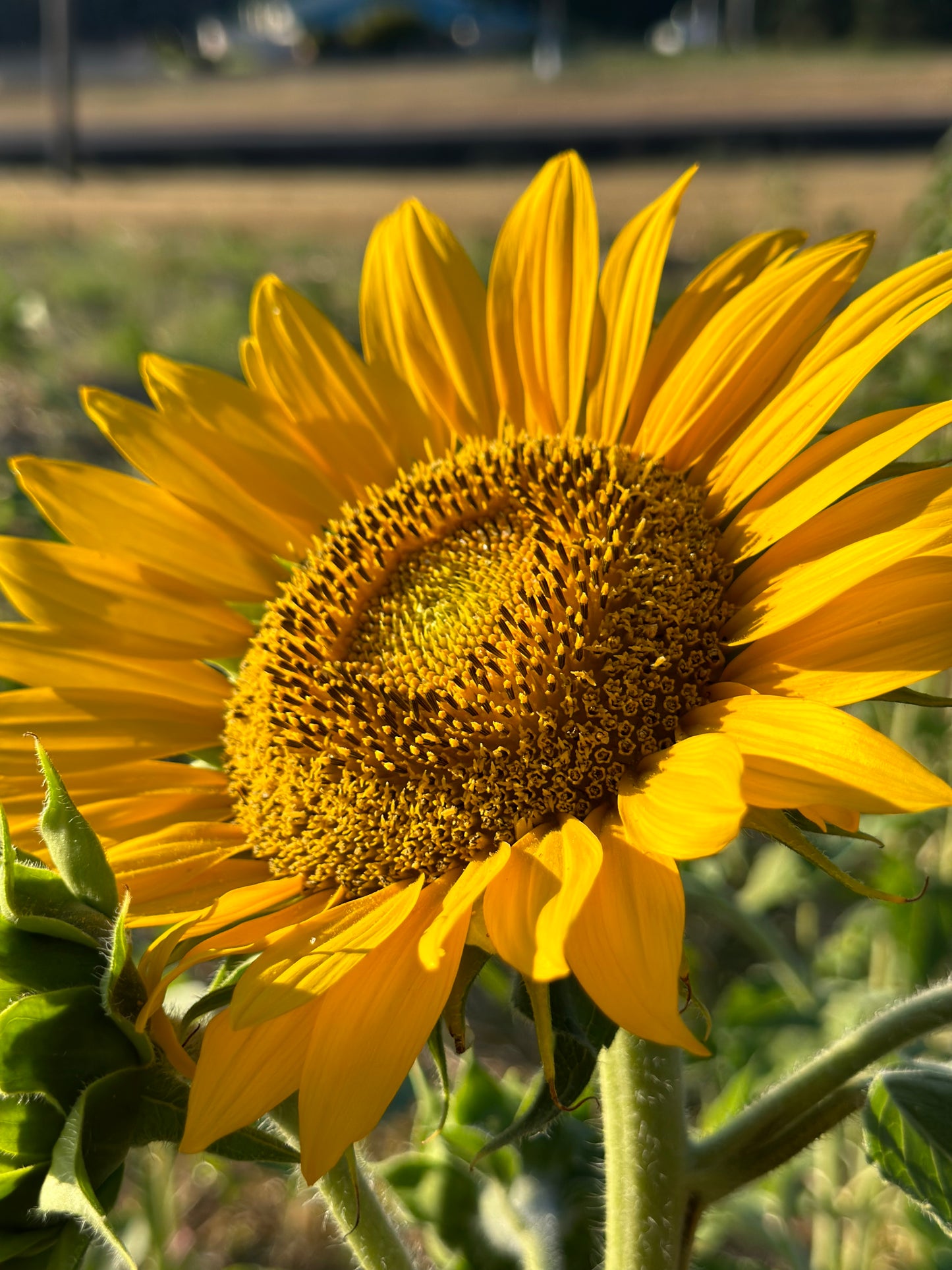 Sunflower (Seed), PDX UG Mix