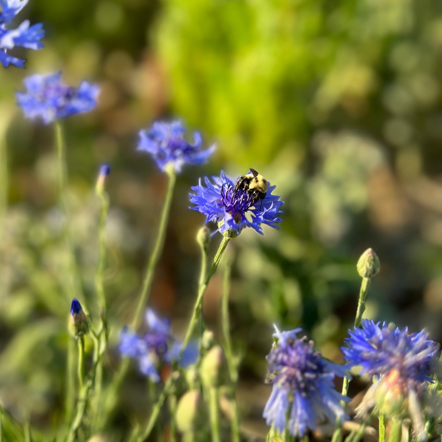 Bachelors Button (Seed), PDX UG Mix