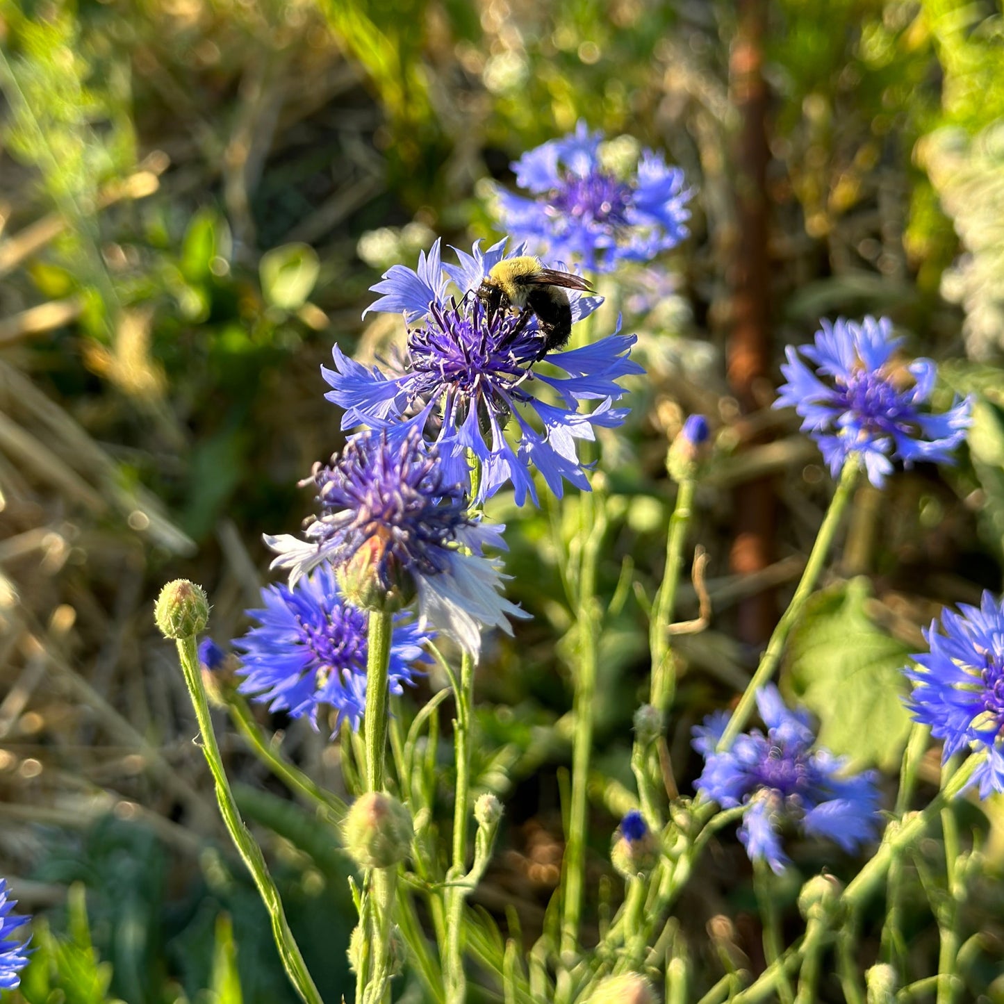 Bachelors Button (Seed), PDX UG Mix