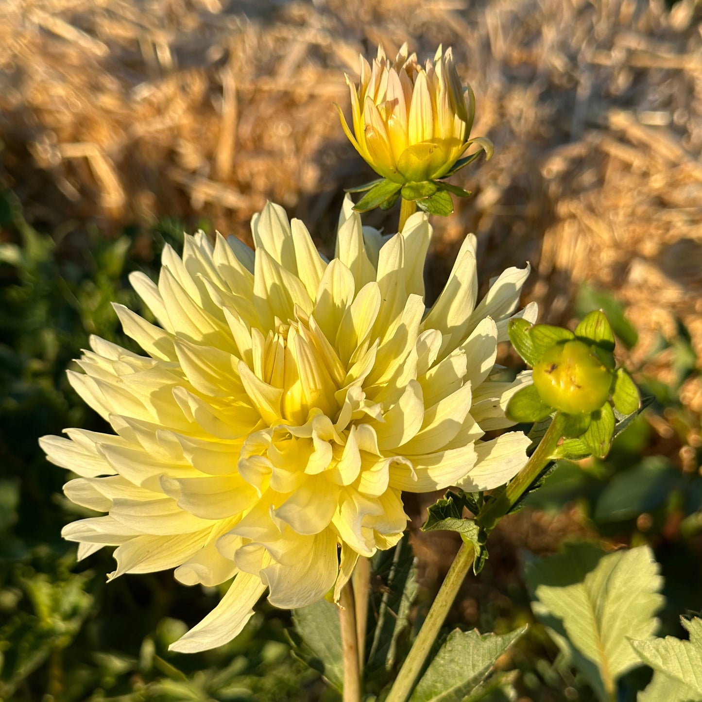 Dahlia (Seed), PDX UG Mix