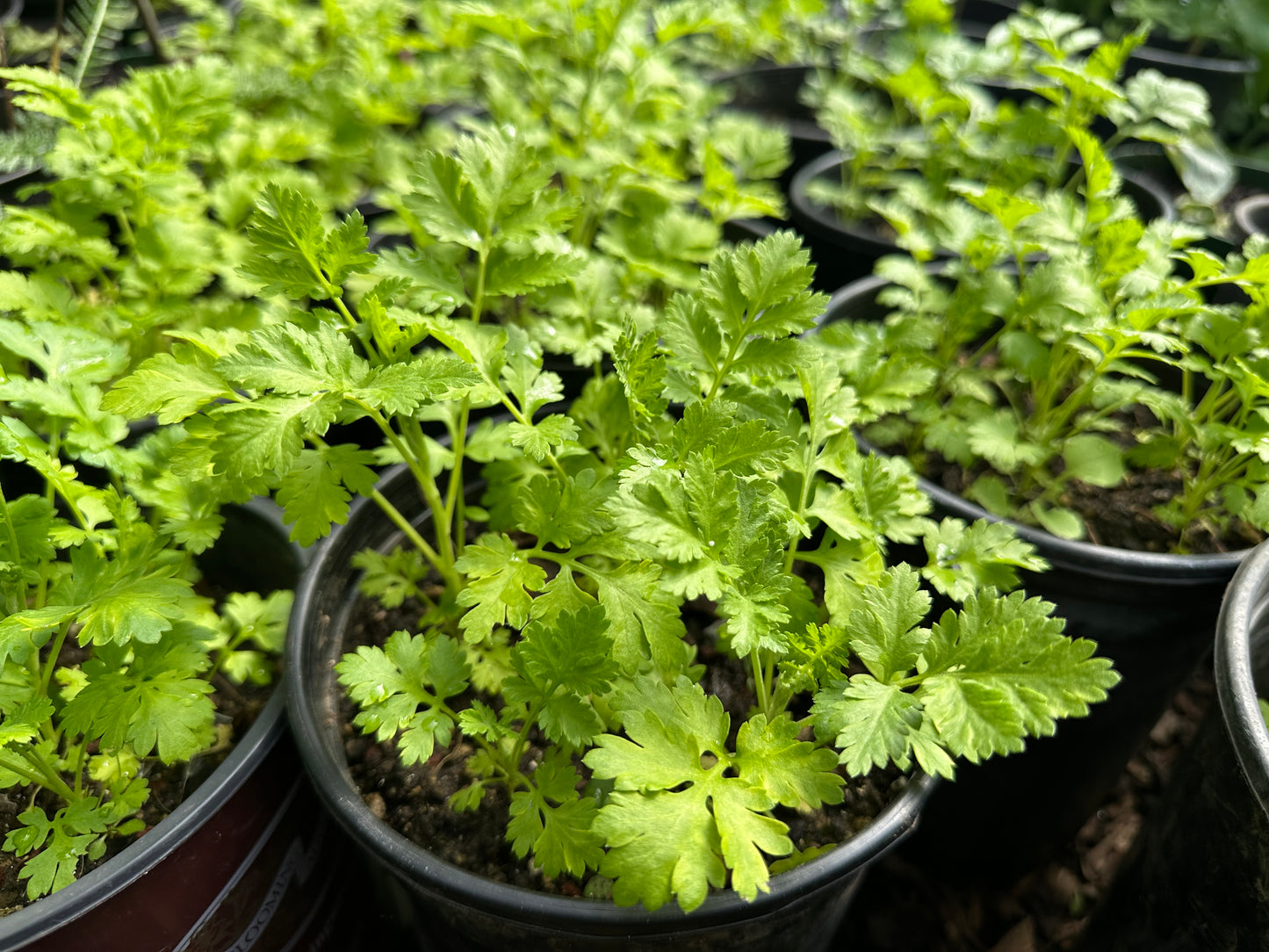 Giant Hyssop