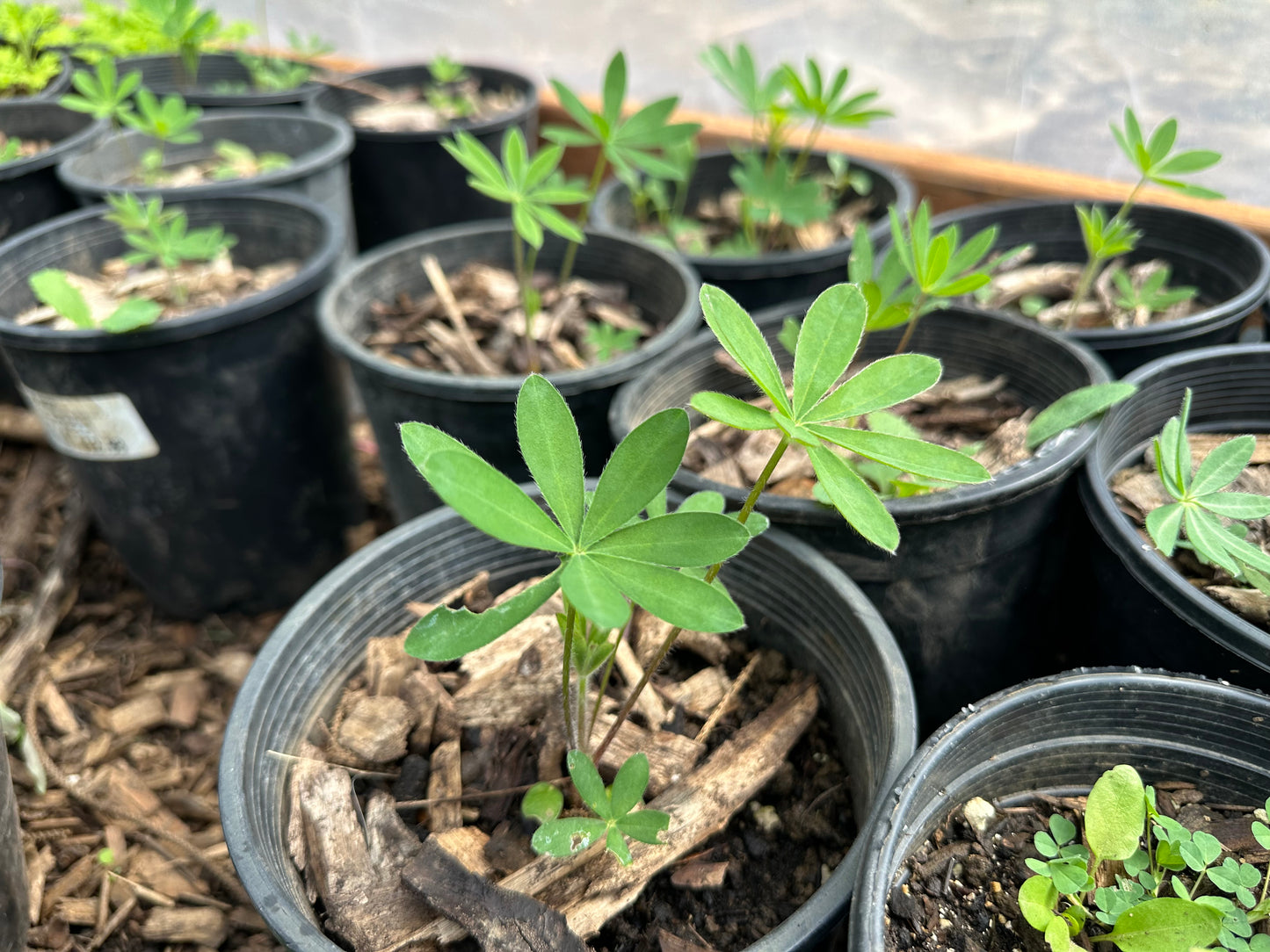 Lupine mix