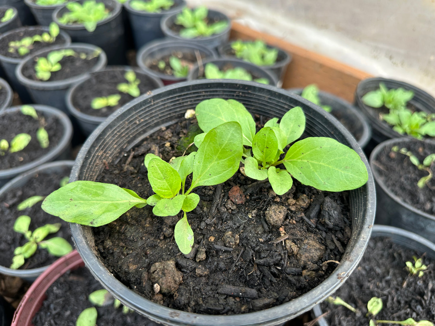 Self Heal