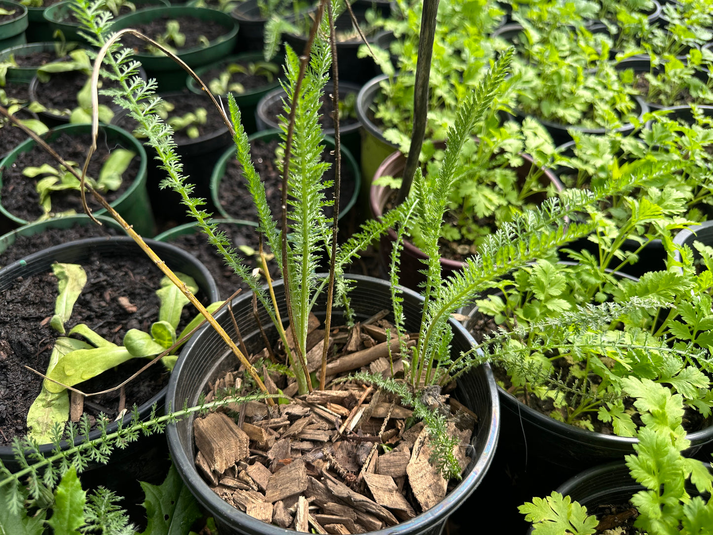 Giant Hyssop
