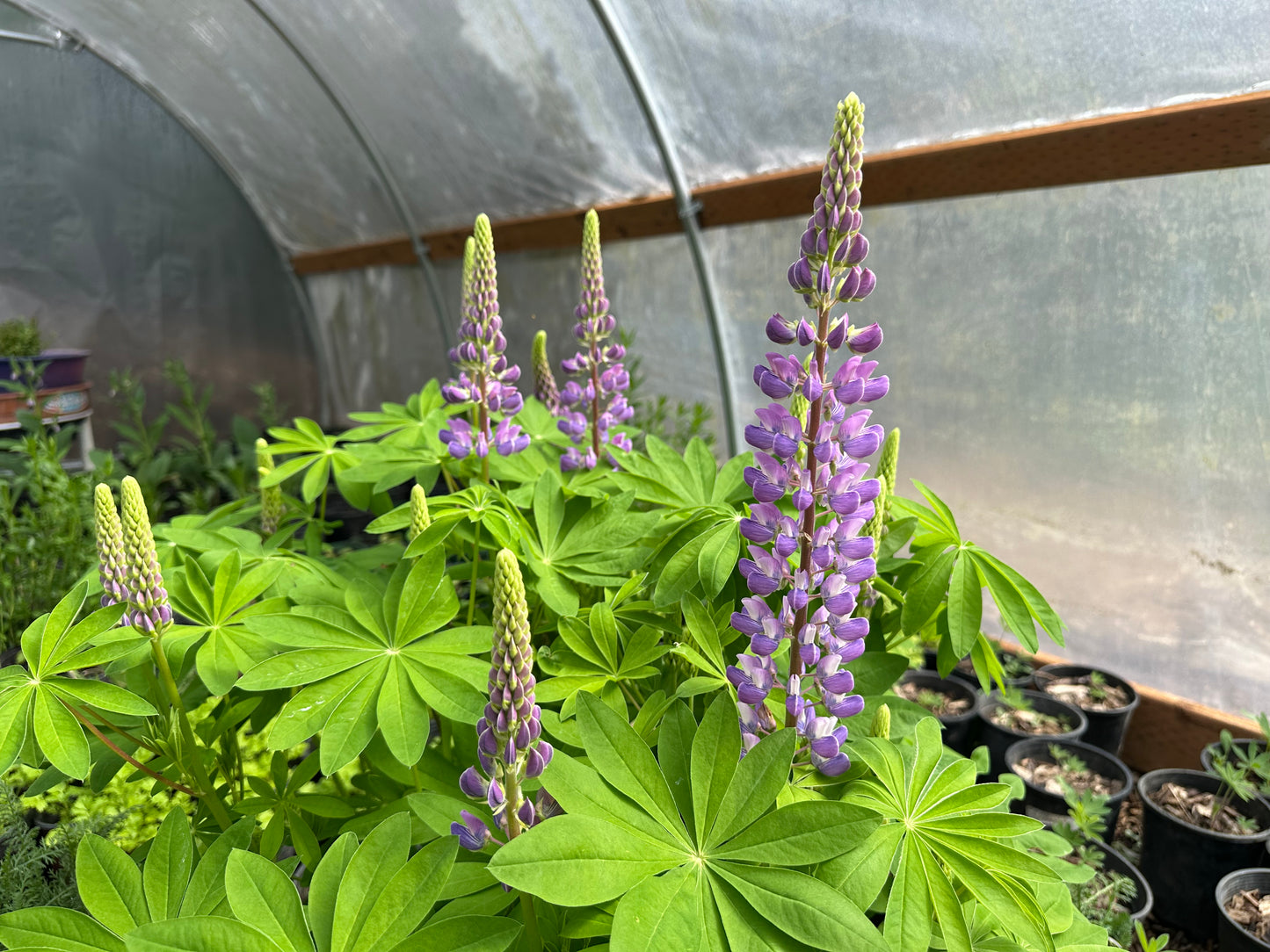 Lupine mix