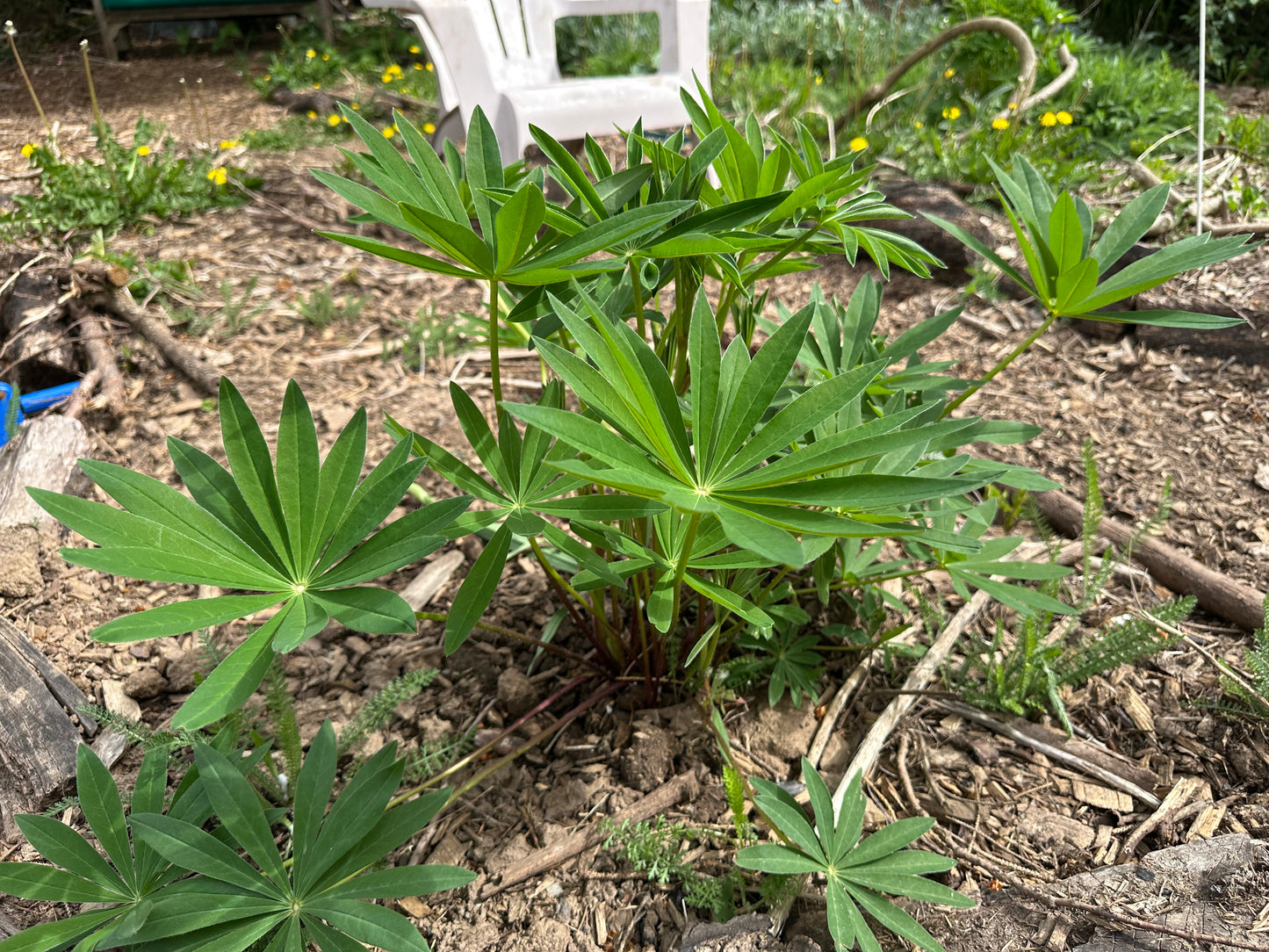 Lupine mix